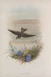 Cotyle riparia. Sand-Martin.