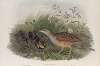 Crex pratensis. Land-Rail, or Corn Crake.