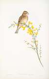 Crithophaga miliaria. Common Bunting.