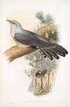 Cuculus canorus. Cuckoo.