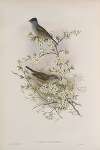 Curruca atricapilla. Blackcap.