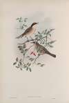 Curruca orphea. Orphean Warbler.