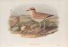 Cursorius gallicus. Cream-coloured Courser.