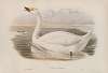 Cygnus minor. Bewick’s Swan.