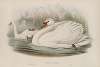 Cygnus olor. Mute Swan.