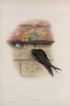 Cypselus apus. Swift.