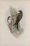 Cypselus melba. Alpine Swift.