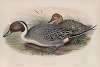 Dafila acuta. Pin-tailed Duck.