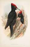 Dryocopus martius. Great Black Woodpecker.