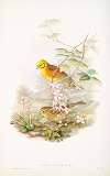 Emberiza citrinella. Yellowhammer, or Yellow Bunting.