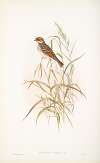 Emberiza pusilla. Dwarf Bunting.