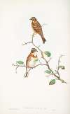 Emberiza rustica. Rustic Bunting.