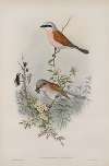 Enneoctonus collurio.Butcher Bird