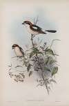 Enneoctonus rufus. Woodchat
