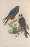 Erythropus vespertinus. Orange-legged Hobby.