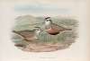 Eudromias morinellus. Dotterel.