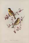 Euspiza malanocephala. Black-headed Bunting.