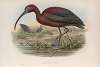 Falcinellus igneus. Glossy Ibis.