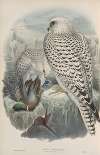 Falco candicans. Greenland Falcon, dark race, adult.