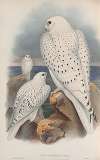 Falco candicans. Greenland Falcon, light race, adult and young.