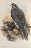 Falco gyrfalco. Norwegian Falcon, adult and young.