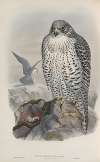 Falco islandus. Iceland Falcon, adult.