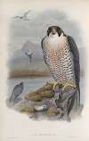 Falco peregrinus. Peregrine Falcon.