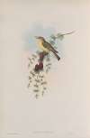 Ficedula hypolais. Melodious Warbler.