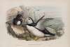 Fratecula arctica. Puffin.