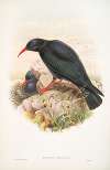 Fregilus graculus. Chough.