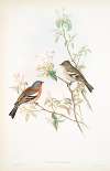 Fringilla cælebs. Chaffinch.