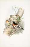 Fringilla montifringilla. Bramblefinch.