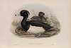 Fuligula cristata. Tufted Duck.