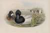 Fuligula marila. Scaup Duck.