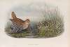 Gallinago major. Great Snipe.