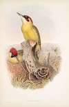 Gecinus viridis. Green Woodpecker, or Yaffle.