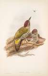 Gecinus viridis. Young. Green Woodpecker, or Yaffle (young).