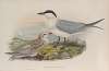 Gelochelidon anglica. Gull-billed Tern.