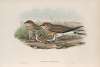 Glareola pratincola. Common Pratincole.