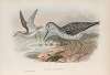 Glottis canescens. Greenshank.