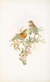 Glycyspina hortulana. Ortolan Bunting.