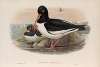 Hæmatopus ostralegus. Oyster-catcher.