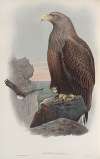 Haliaëtus albicilla. Sea-Eagle.