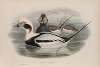 Harelda glacialis. Long-tailed Duck.
