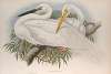 Herodias alba. Great White Egret, or White Heron.