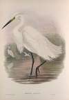 Herodias garzetta. Little Egret.