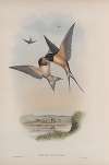 Hirundo rustica. Swallow.