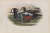 Histrionicus torquatus. Harlequin Duck.