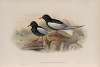 Hydrochelidon leucoptera. White-winged Tern.