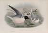 Hydrocoloeus minutus. Little Gull.